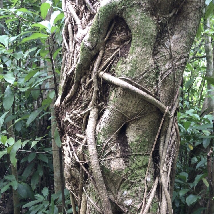 shape of body in tree